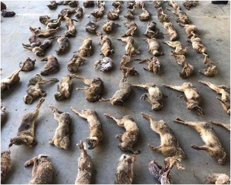 检获的动物尸体涉及省级重点野生保护17000余只。