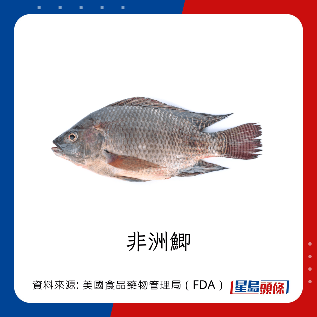 低水銀魚類 非洲鯽