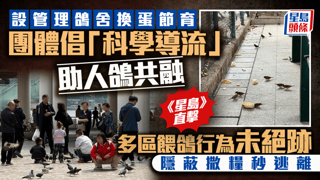每日雜誌｜設管理鴿舍換蛋節育  團體倡「科學導流」助人鴿共融  《星島》直擊多區餵鴿行為未絕跡  隱蔽撒糧秒逃離