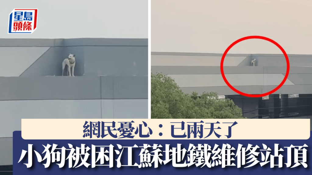 小狗被指已被困江蘇8號線車坊站附近的檢修站頂兩天。抖音@思前想厚