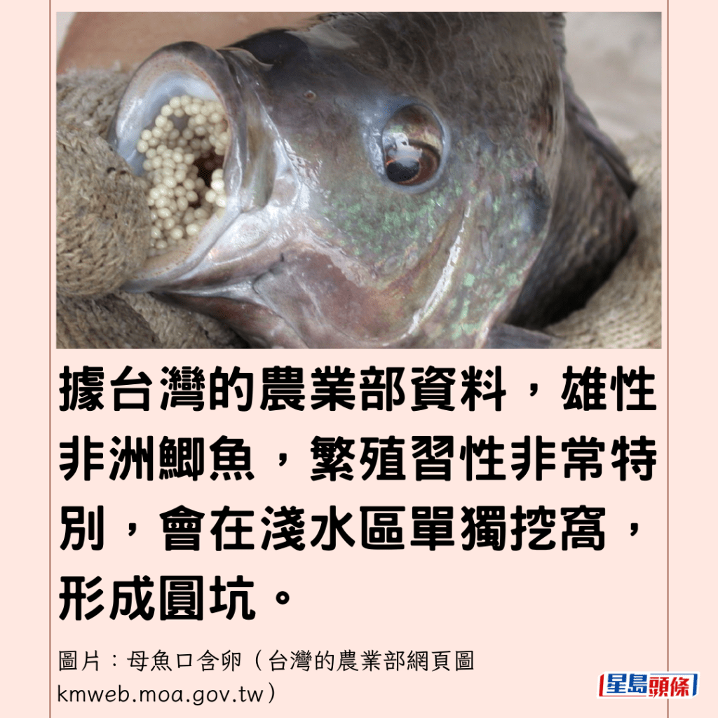 據台灣的農業部資料，雄性非洲鯽魚，繁殖習性非常特別，會在淺水區單獨挖窩，形成圓坑。