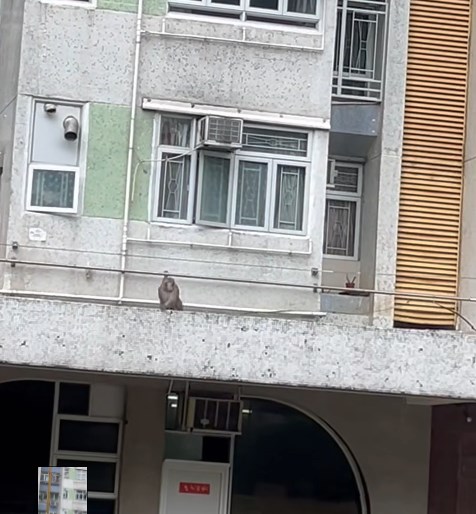 短片開始時已見馬騮仔在簷篷踱步,邊行邊四處張望。fb「將軍澳主場」截圖 短片開始時已見馬騮仔在簷篷踱步,邊行邊四處張望。fb「將軍澳主場」截圖