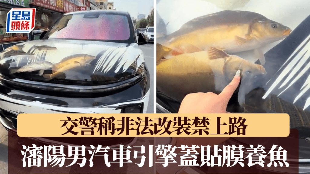 瀋陽男「引擎蓋養魚」爆紅。微博@科技事兒