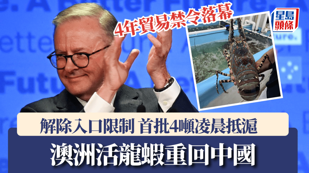 中國解除入口限制後,首批4噸澳洲活龍蝦已於凌晨運抵上海,供應市場。