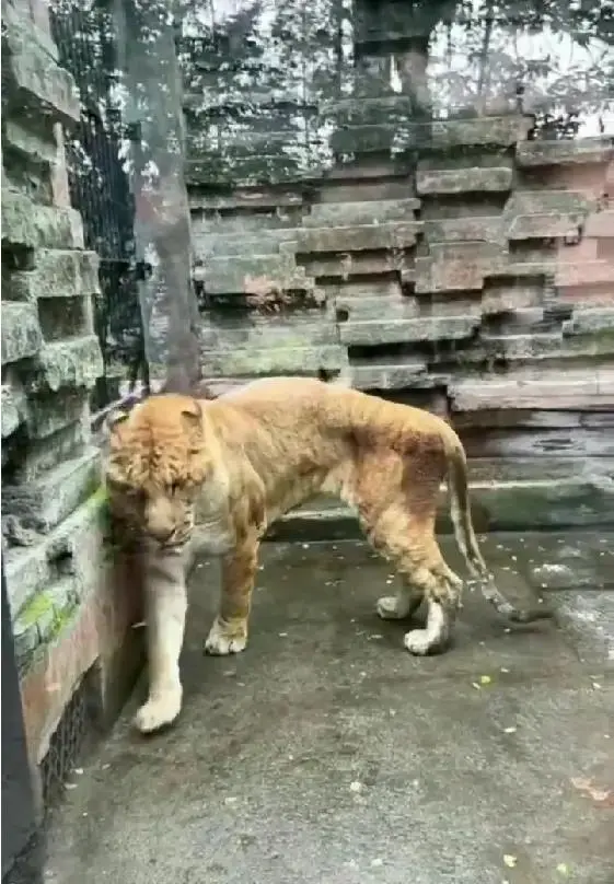 寧波野生動物園的獅虎獸被指「皮包骨」，引起外界關注其健康。