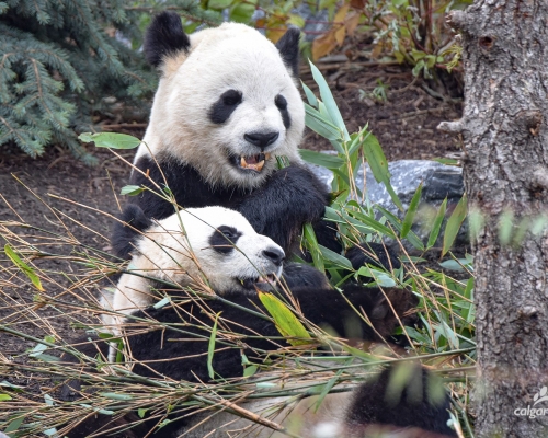 加卡里動物園facebook圖片