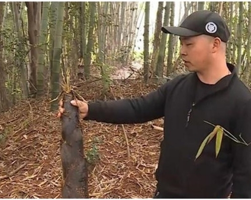 張男被破壞的楠竹竹筍，經濟價值超過萬元。網圖