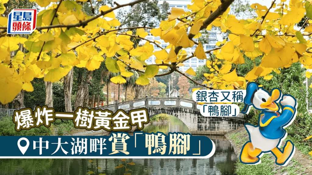 未圓湖畔銀杏葉美得靜肅。網民Helen Li攝