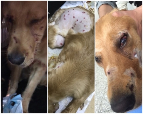 毛犬被的背、腿、頭部和眼睛均有「洞」狀的傷口。網上圖片