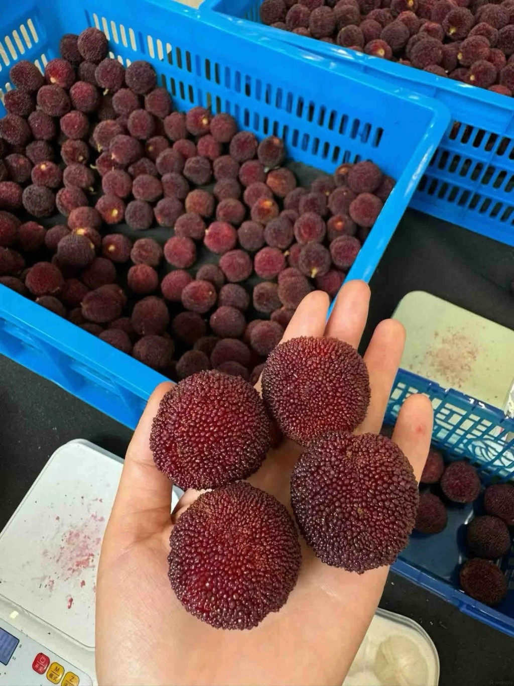 杨梅现在当造大量上市。小红书 杨梅现在当造大量上市。小红书