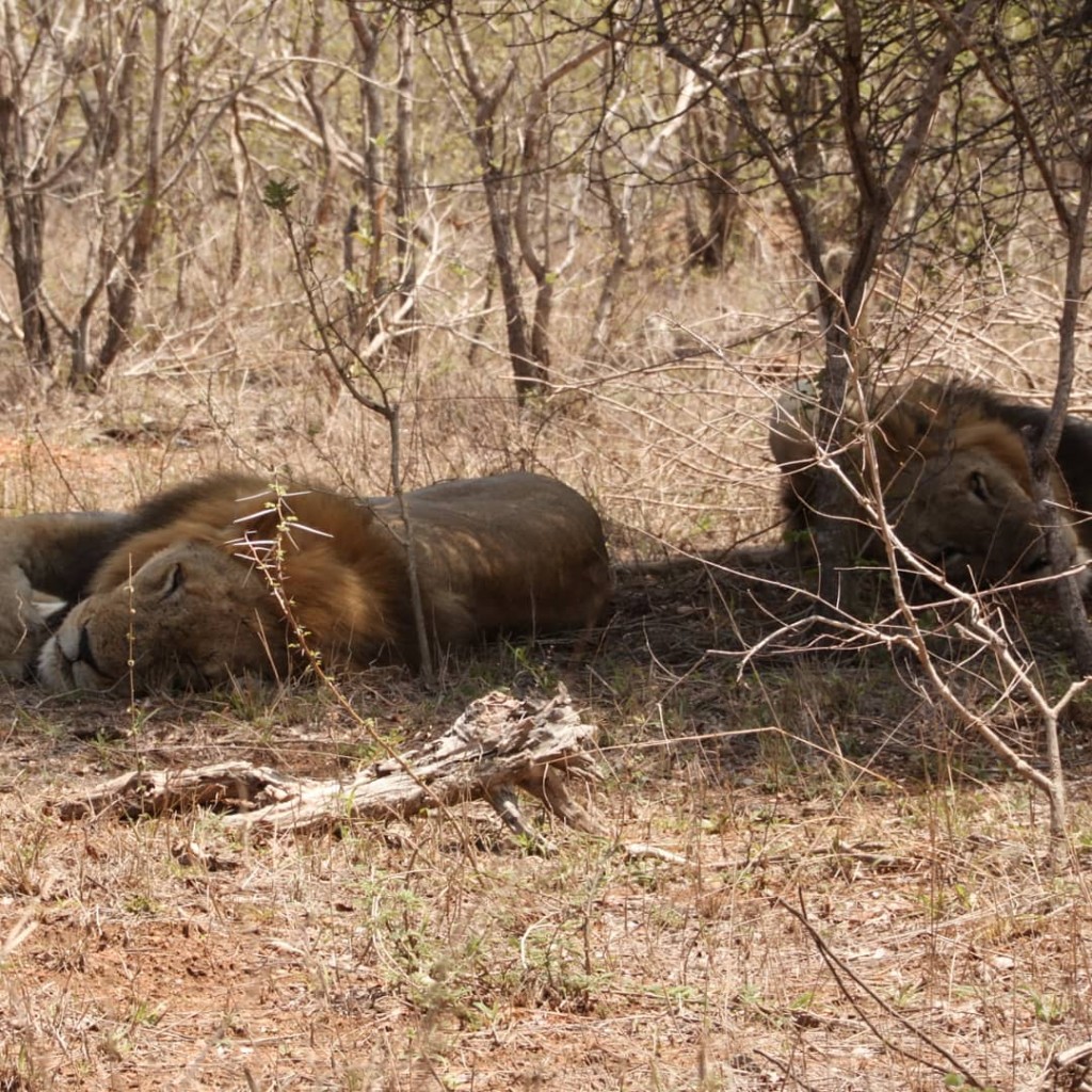 克魯格公園裡的野生動物。（X@krugerparktour）