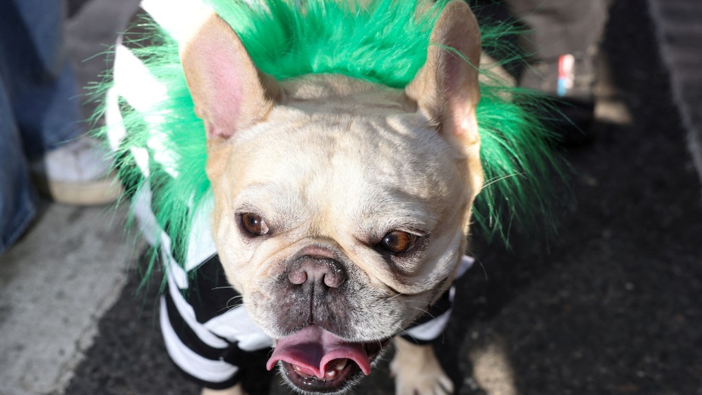 泰国妇找黄禹锡复制的是一只法国斗牛㹴。 路透社示意图