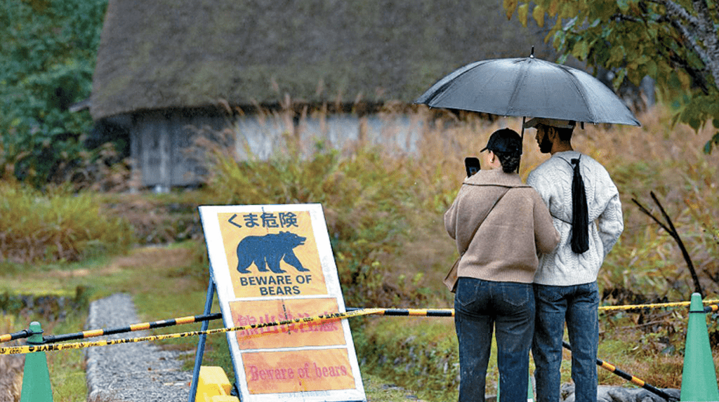 日本熊患持續惡化,寵物狗頻傳遭攻擊獵食,人心惶惶。 日本熊患持續惡化,寵物狗頻傳遭攻擊獵食,人心惶惶。