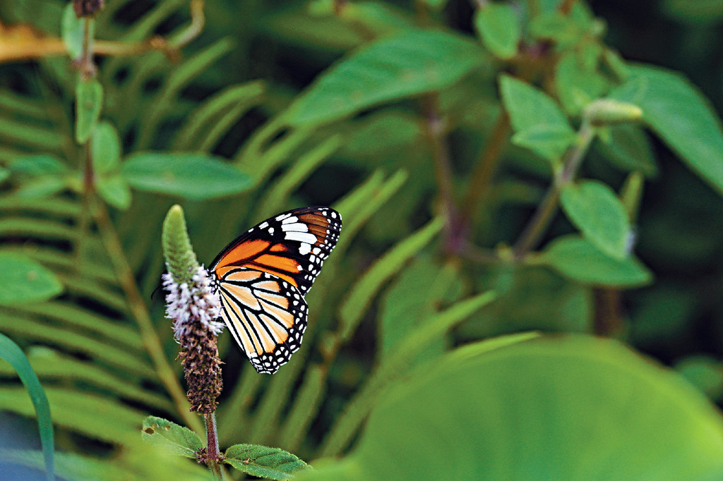 ■參加3小時保育深度遊「蝶影仙蹤—療癒之旅」，可以觀賞到大嶼山區內不同品種的蝴蝶。
