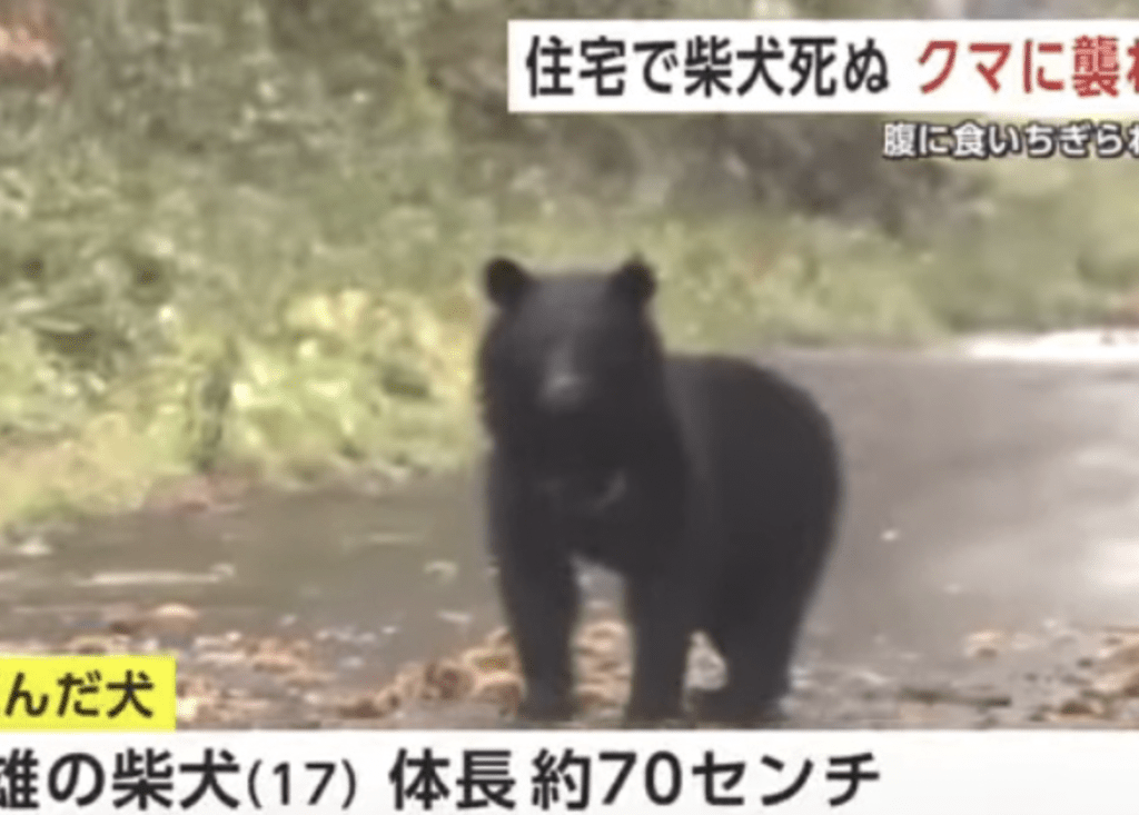 秋田與福島近日接連傳出家犬遭熊獵食事件,熊害已從山野延伸至人類生活圈,令民眾人心惶惶。Thread@bugudingwu / youtube@AKT秋田テレビ(公式 ニュース) 秋田與福島近日接連傳出家犬遭熊獵食事件,熊害已從山野延伸至人類生活圈,令民眾人心惶惶。Thread@bugudingwu / youtube@AKT秋田テレビ(公式 ニュース)
