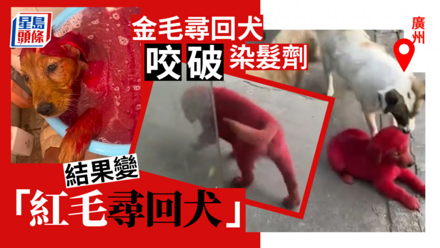 广州一名狗主日前将错就错，把饲养的狗狗染成红色引发争议。