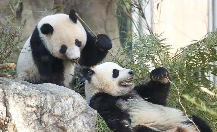 大熊貓「曉曉」和「蕾蕾」。 資料圖 大熊貓「曉曉」和「蕾蕾」。 資料圖