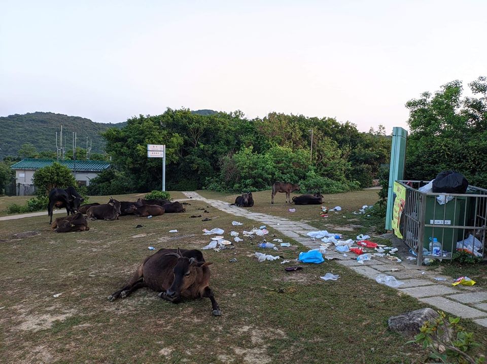 「海洋拾荒者Kitti」FB圖片