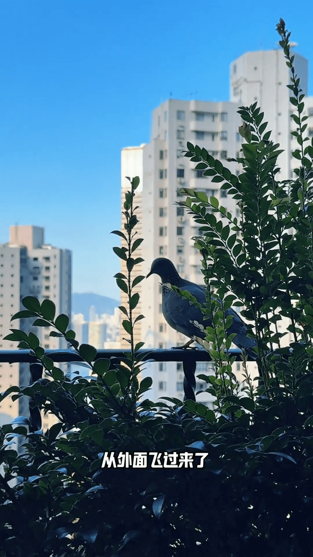 呂良偉叫大家看看其家中的小鳥。