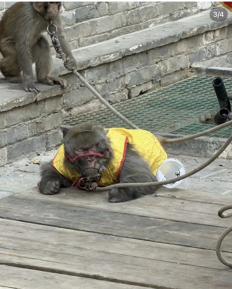 河南有景区的猴子表演被指责有虐畜之嫌。