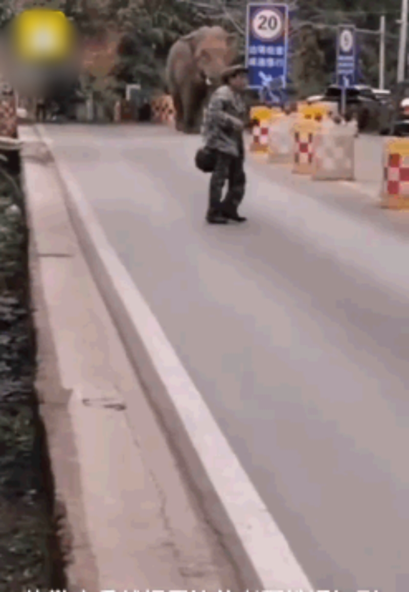 有職員遠遠引導野象。網圖