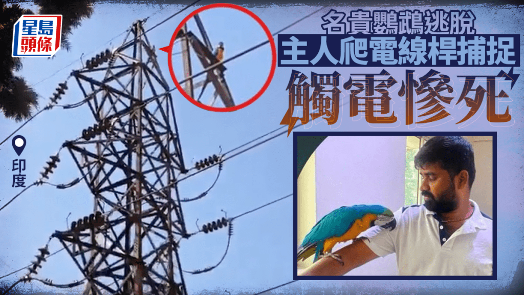 名贵鹦鹉逃脱站电线杆 印男为救爱宠活活电死 手中营救工具变索命符