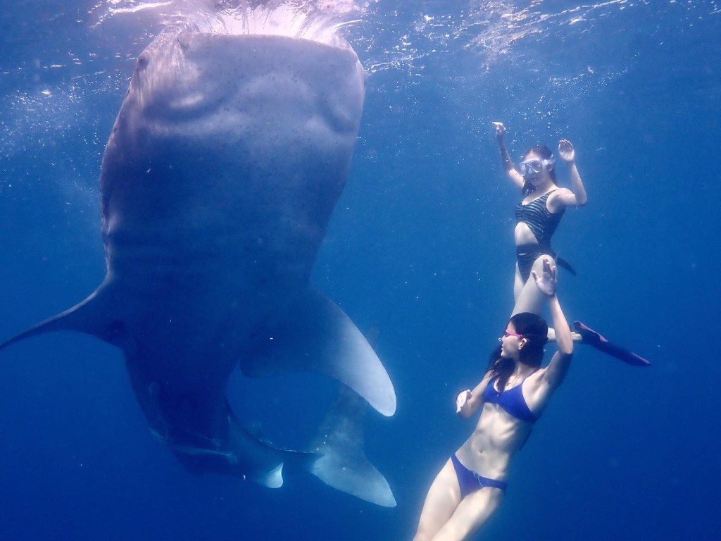 麦明诗在水底世界观鲸。