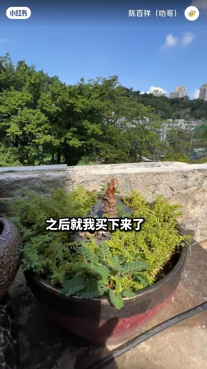 影片中所見，陳百祥的舊居環境非常寛敞，有戶外大花園，種植了大量樹木和植物，相當雅致。