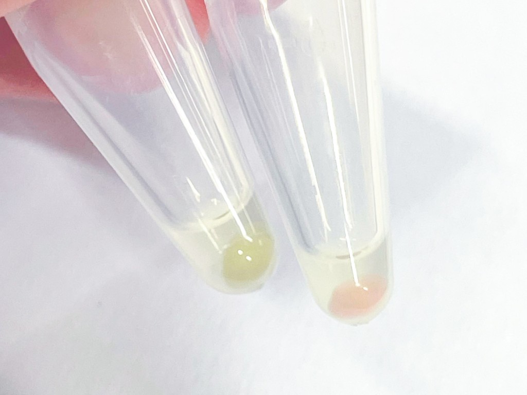 (左) 普通大腸桿菌顏顏色。(右) 基因改造大腸桿菌在有甲醛的環境下產生粉紅色。