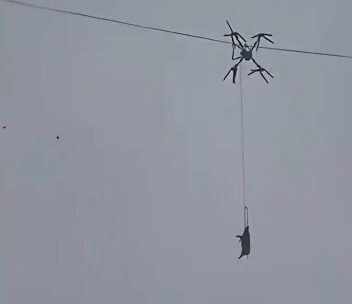 活豬與無人機掛在電線上。片段截圖 活豬與無人機掛在電線上。片段截圖