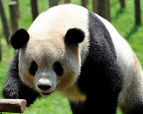 園方對「大地」的離去表示非常傷心。
