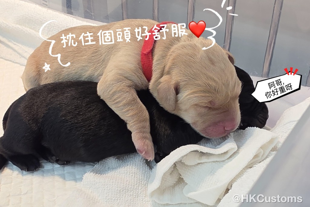 海關將透過社交平台持續分享幼犬成長歷程。 海關將透過社交平台持續分享幼犬成長歷程。