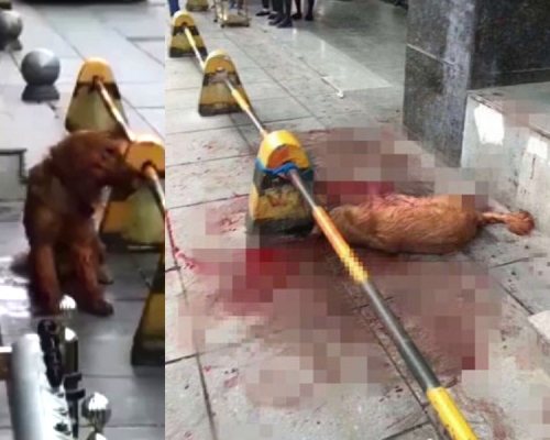 狗隻被毆打致死。網上片段
