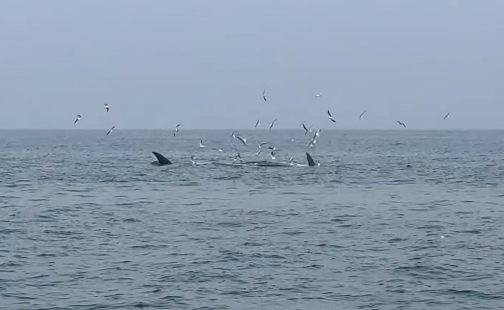 广西涠洲岛游客极近距离观鲸，导致鲸鱼周身伤痕。小红书＠Venus