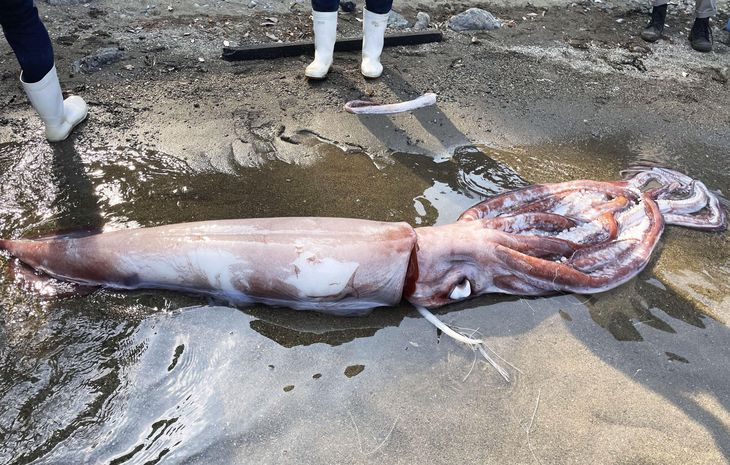 「大王鱿鱼」全长逾3.35米。网图