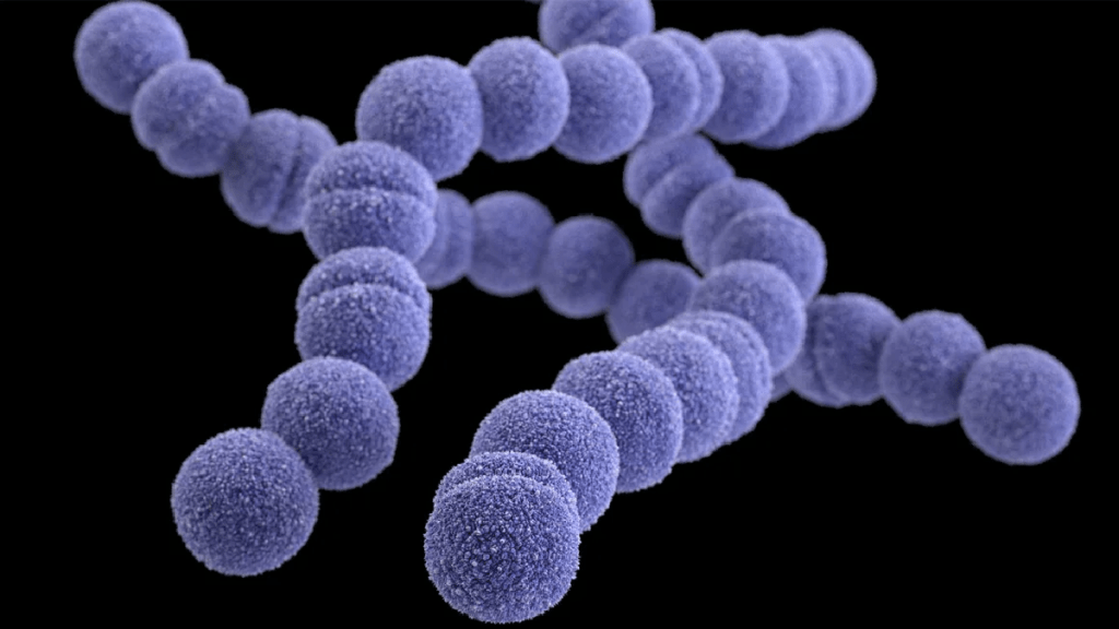 日本溶血性鏈球菌肆虐，今年病例己達977宗。美聯社