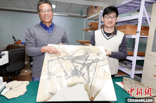 汪筱林研究员(左)和助手展示友好美丽飞龙化石。