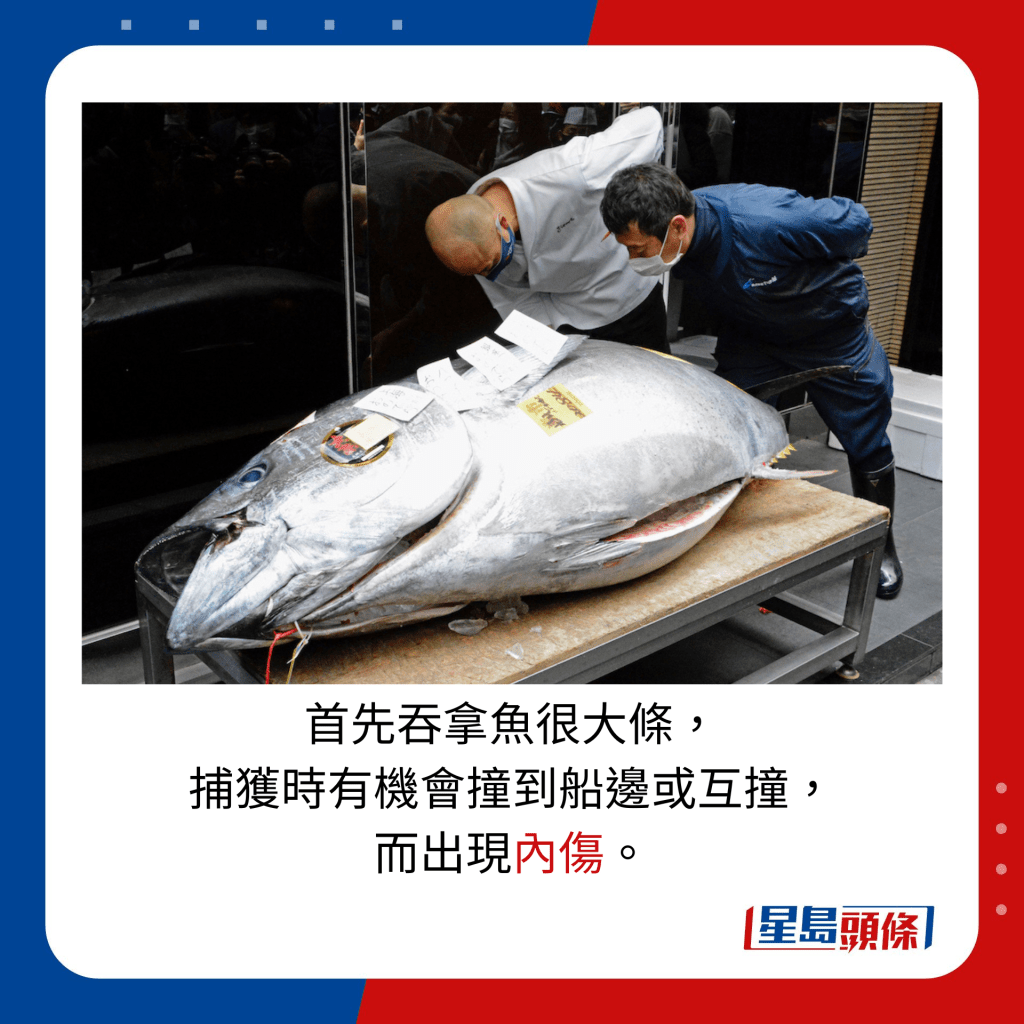 首先吞拿魚很大條， 捕獲時有機會撞到船邊或互撞， 而出現內傷。