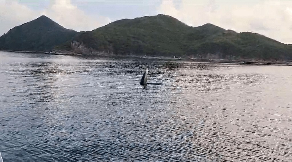 小鯨魚至今一直留在西貢海域生活。讀者提供