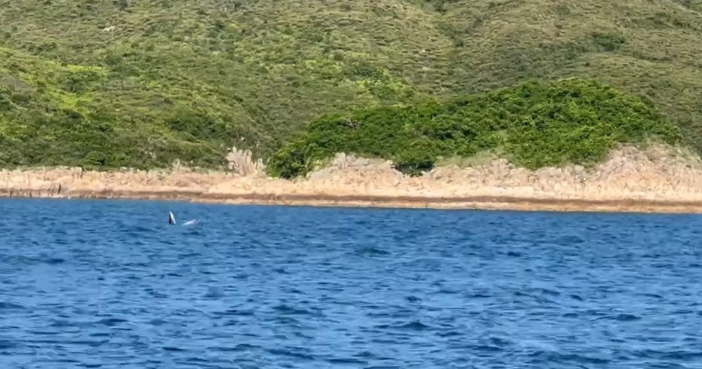 有網民發現鯨魚在下午時分再次現身。fb「西貢日報 （即時資訊分享區）Sai Kung Info」圖片