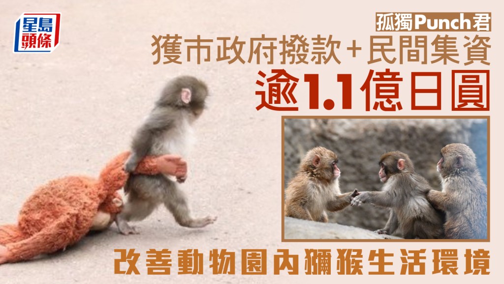 孤獨Punch君｜爆紅後待遇升級 官民集資逾億日圓改善生活環境