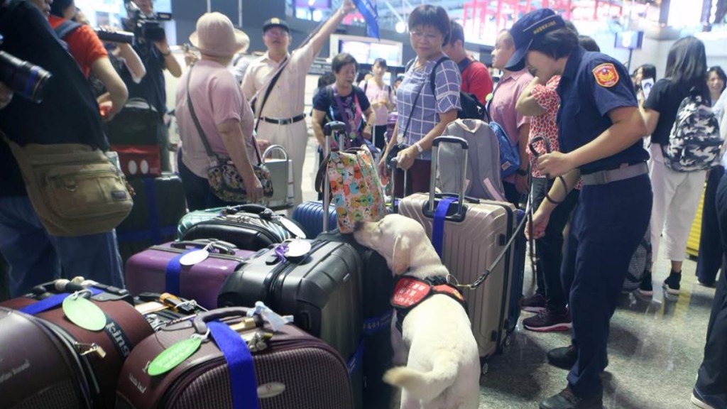 台灣執法人員在桃園機場拘捕一名運毒港男。中時新聞網