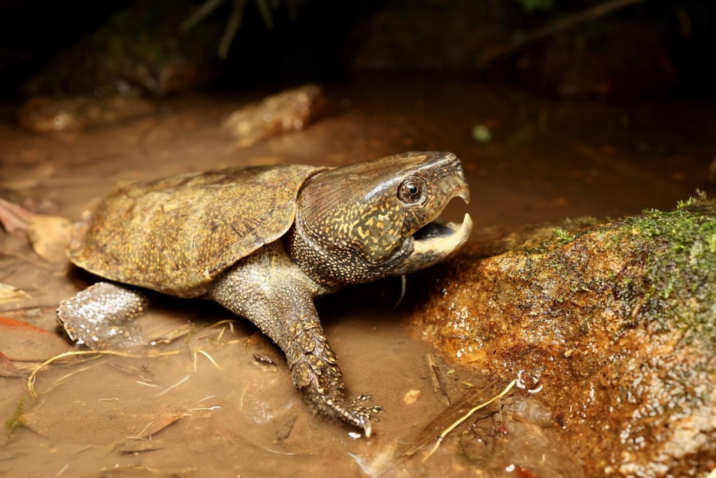 如果目前的捕獵活動持續，香港的淡水龜種群可能會在3至5年內滅絕。（嶺大提供）