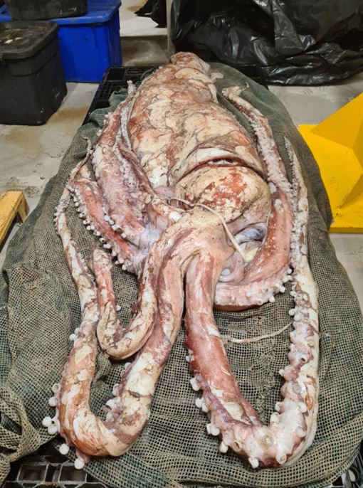 南非海灘現巨型烏賊。網上圖片