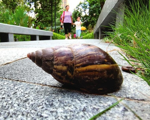 廣西南寧市的南湖公園工人對非洲大蝸牛開展消滅撲殺工作。網上圖片