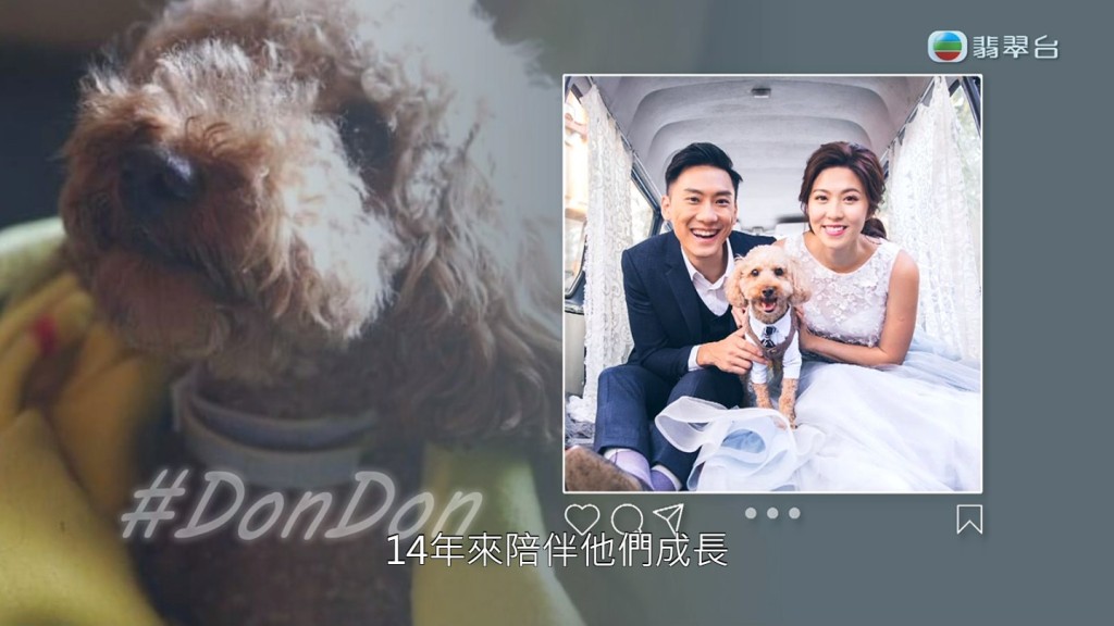 Patrick Sir與太太關宛珊的愛犬Don Don與他們生活長達14年。