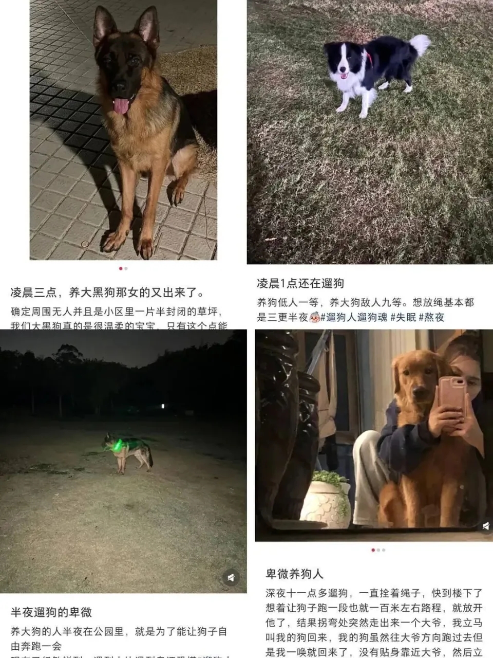 网友分享网上遛狗。社交平台