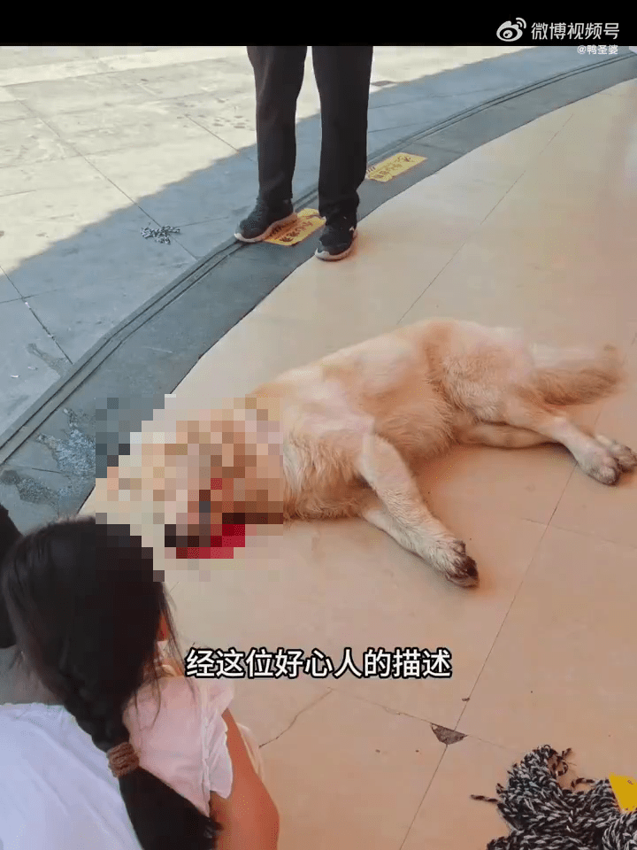據稱金毛進店6分鐘後被地拖把推出店外當場倒地不起。 據稱金毛進店6分鐘後被地拖把推出店外當場倒地不起。