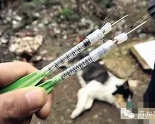 福建一名狗販在使用毒針射狗時，意外射中一名懷胎7月的孕婦，導致一屍兩命。網圖