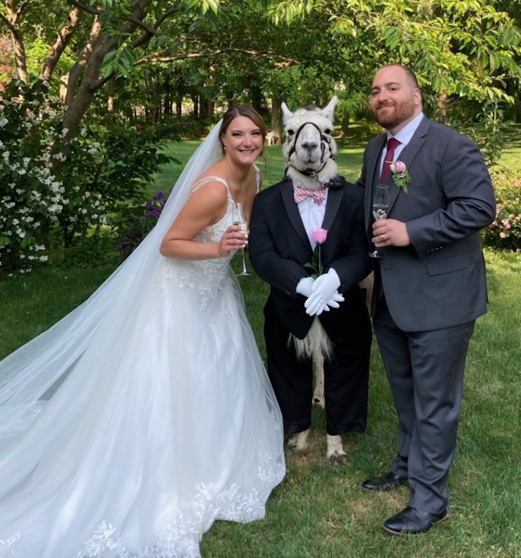 婚禮上的新郎與新娘，與草泥馬合照。  （Llama Adventures Facebook）